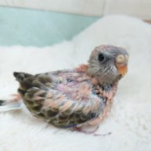 久々でｺﾞｻﾞｲﾏｽ！　ローズアキクサインコ～～