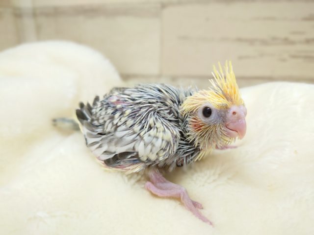 つんつんつんつんつん～～筆毛☆　オカメインコ　パールパイド