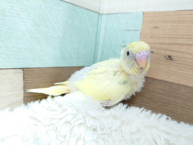 わたわたと～慌てて隠れんぼっ♬　セキセイインコ　パステルレインボーハルクィン