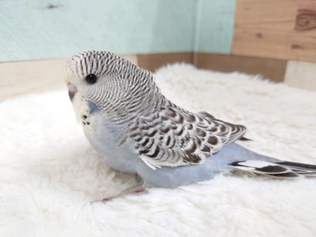 でっかいね。。。背中っ　むっちりジャンボセキセイインコ～～