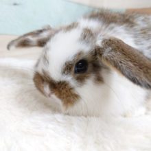 瞳キラキラ～～☆☆　積極的にーーロップイヤーですっ　