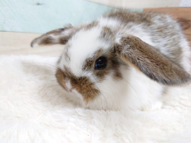 瞳キラキラ～～☆☆　積極的にーーロップイヤーですっ　