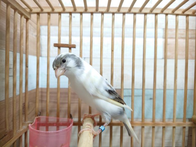 かなり久しぶりの！鳴ローラカナリアきました！