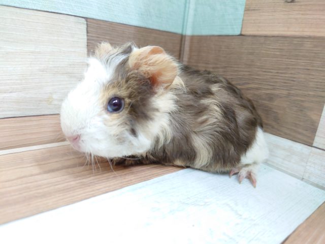 ちびっコ☆モルちゃん　登場♪　テッセルモルモットです！