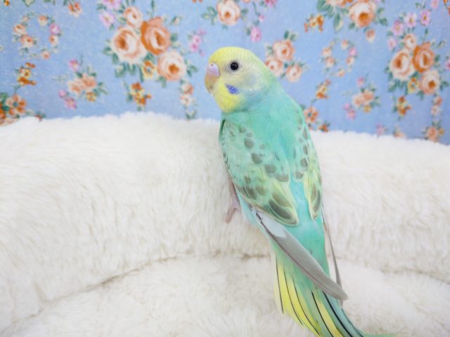 最新画像です☆　セキセイインコ(パステルレインボー)  2021年9月生まれ