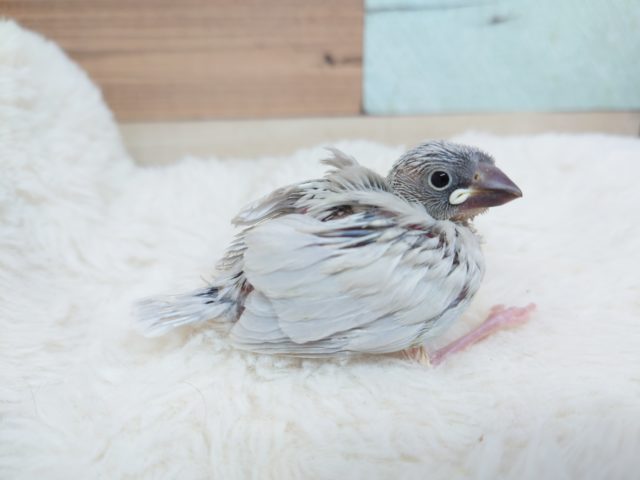 無表情気味。。だけど～～実はって感じかな？？　シルバー文鳥☆