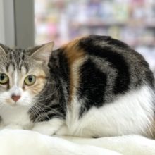 マンチカン（キャリコ）2021年5月25日生まれ　女の子