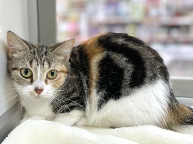 マンチカン（キャリコ）2021年5月25日生まれ　女の子