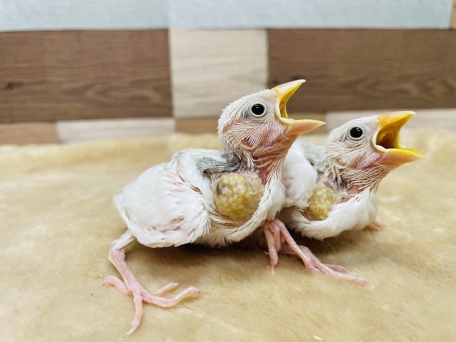 真っ白の綺麗な文鳥さん☆白文鳥のヒナ！