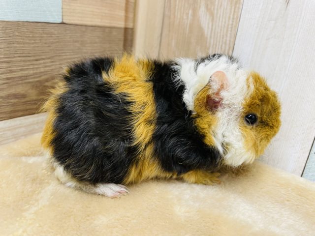 つぶらな瞳の男の子！テッセルモルモットの三色カラー！