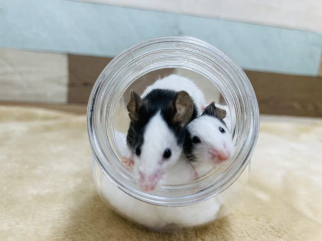 仲良しなパンダマウスの男の子！