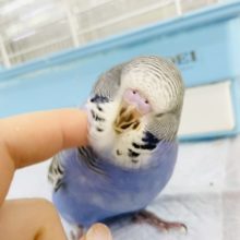 超ホヤホヤ最新画像☆かきかき大好きむちむちボディー✨ジャンボセキセイインコヒナ(ノーマル)