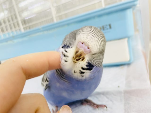 超ホヤホヤ最新画像☆かきかき大好きむちむちボディー✨ジャンボセキセイインコヒナ(ノーマル)