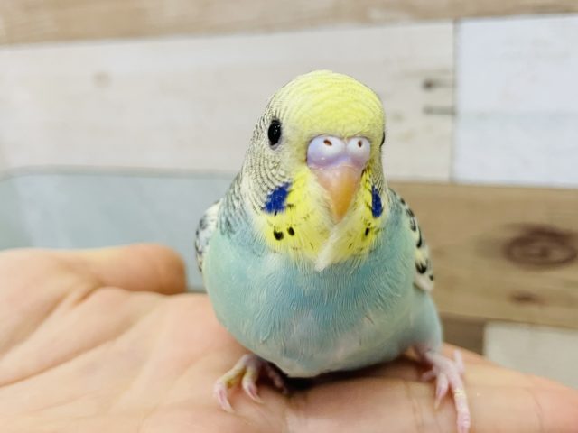 超ホヤホヤ最新画像☆本物です！？セキセイインコヒナ(パステルレインボーパイド)