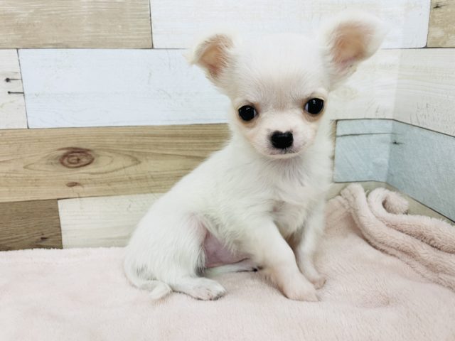 迷子でしょうか…？なチワワちゃん♡