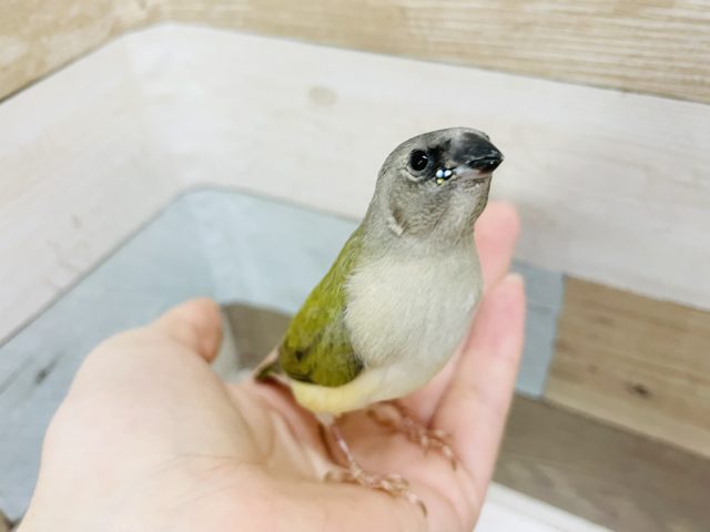 超レア！！ダイヤモンドちゃん✨コキンチョウヒナ(ノーマル)