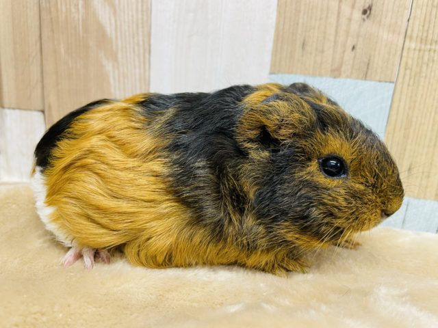 お尻の白がチャームポイント☆テッセルモルモットの男の子！