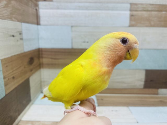 鮮やかな元気カラー!!!!コザクラインコ(ルチノーオパーリン)さん！！