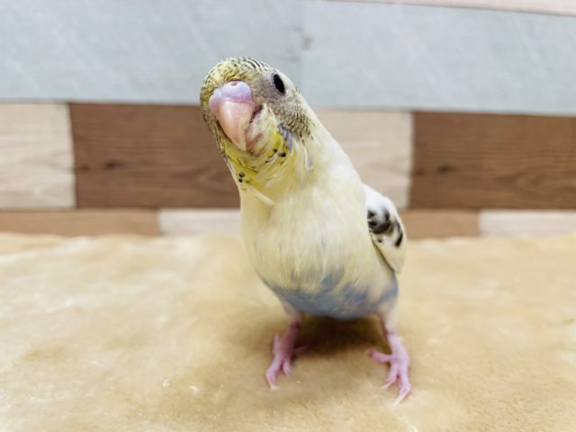 ヒナ餌卒業☆手乗りです！セキセイインコの４色ハルクインカラー！！