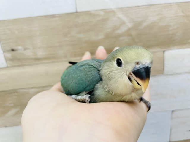 食いしん坊の人気者！？コザクラインコヒナ(ブルーチェリー)