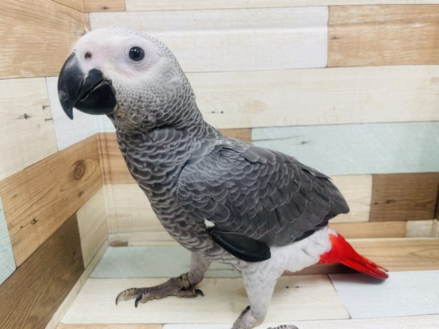 登場っ！☆ヨウム！