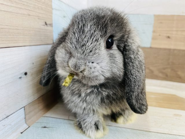 可愛さにメロメロ♡ロップイヤー(チンチラ)