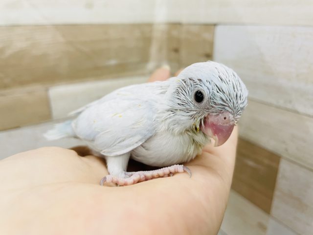 淡い色合いがステキ☆マメルリハヒナちゃん(アメリカンホワイト)