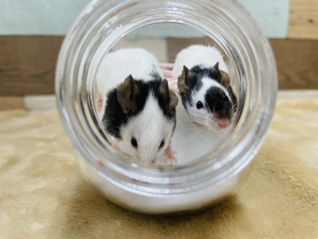 とっても仲良しな女の子☆パンダマウス！