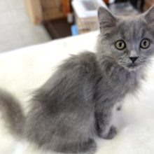 スコティッシュ・フォールド（ブルー）2021年8月4日生まれ　女の子