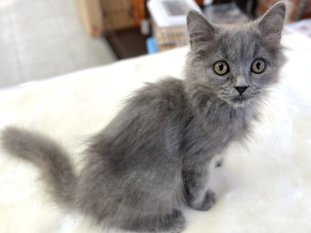 スコティッシュ・フォールド（ブルー）2021年8月4日生まれ　女の子