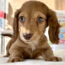 ミニチュアダックスフンド（ロング）（レッド） 2021年9月13日生まれ　男の子