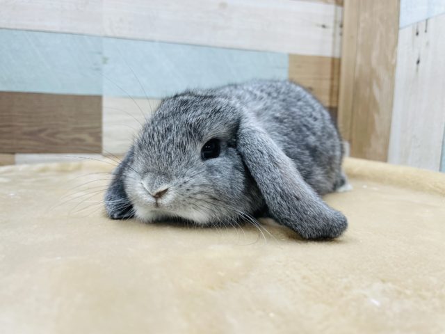 癒し顔の女の子☆ロップイヤーラビットのグレーカラー！