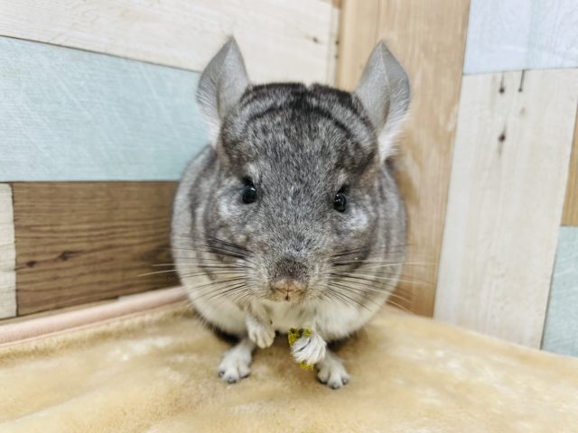 カキカキできちゃいます☆チンチラグレーの男の子！