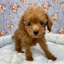 守ってあげたくなっちゃいますが…?!　トイプードルの男のコ 2021.11/30撮影