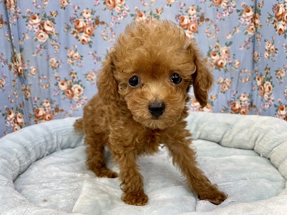 守ってあげたくなっちゃいますが…?!　トイプードルの男のコ 2021.11/30撮影