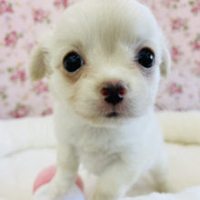 あたち可愛いでしょ？？納得の可愛さ♥️チワワちゃん！