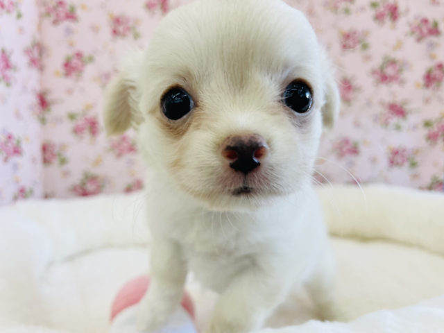 あたち可愛いでしょ？？納得の可愛さ♥️チワワちゃん！