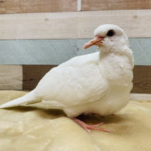 真っ白なハトさん☆ギンバト！！