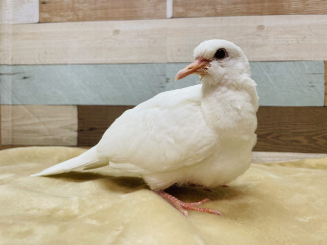 真っ白なハトさん☆ギンバト！！