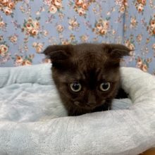 まんまるお目々の!!　マンチカンの男のコ 2021.11/30撮影