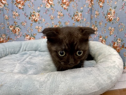 まんまるお目々の!!　マンチカンの男のコ 2021.11/30撮影