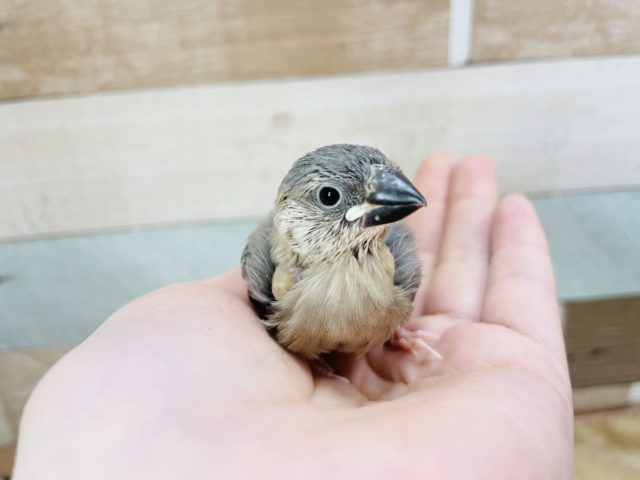 人気者〜！！桜文鳥ヒナ☆