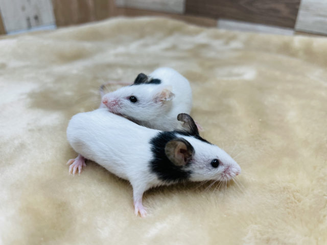 1匹ずつ模様が違って可愛い☆パンダマウスの女の子！