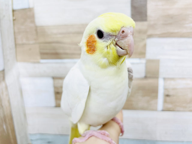 ご飯食べたよね…？？オカメインコヒナ(ルチノー)