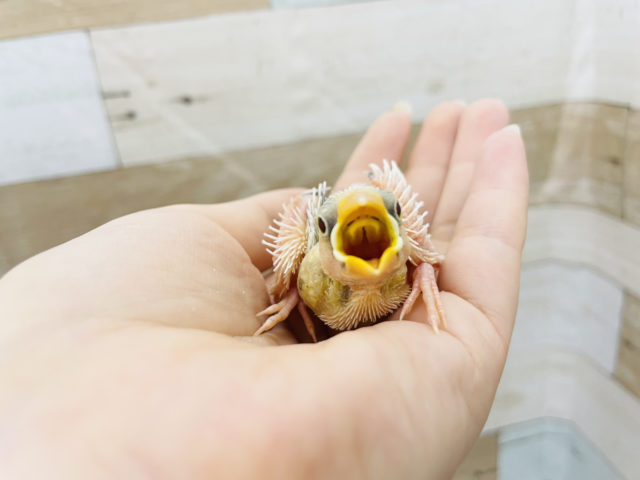 はげちゃびん三羽衆★白文鳥ヒナ〜！