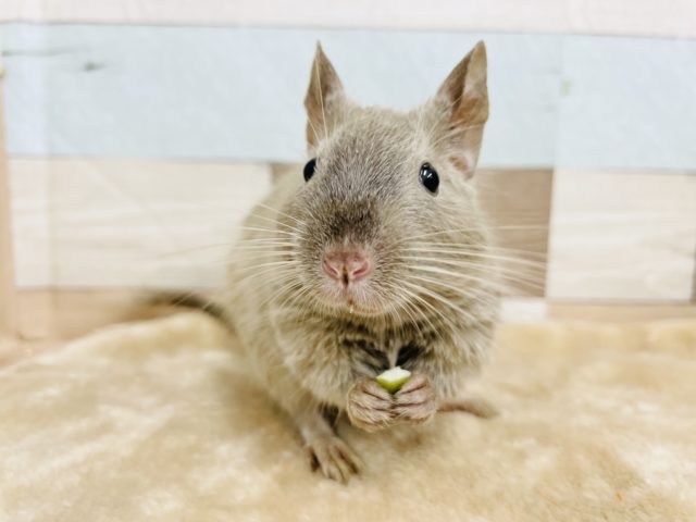 撮影に協力的★チョコレートデグーちゃん！