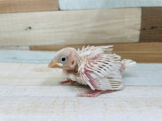 ウブウブ♡キュートな白文鳥のヒナ！