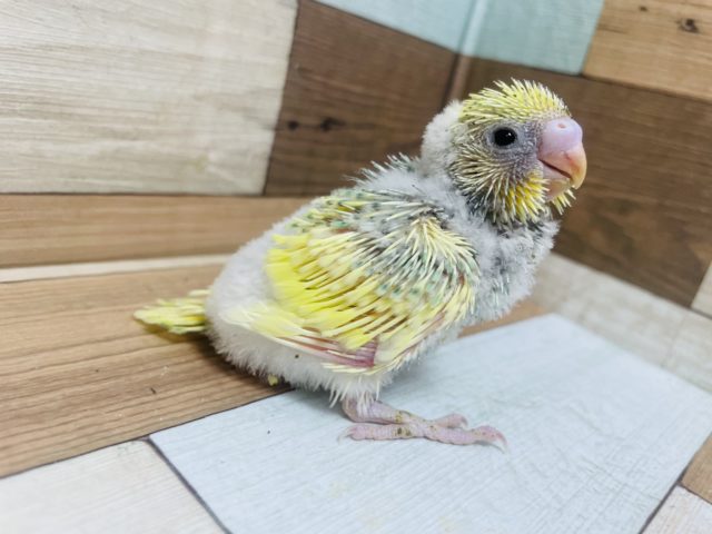 うっとりしちゃう可愛さっ♡パステルレインボーパイド！！