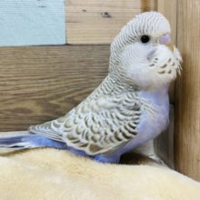 淡いカラーがステキ♪まん丸な目のジャンボセキセイインコ