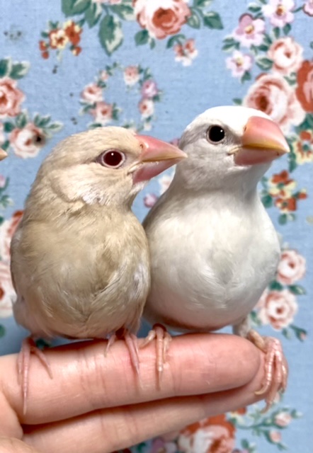 文鳥ちゃん達 シナモン・白 ( ･θ･) 11/28